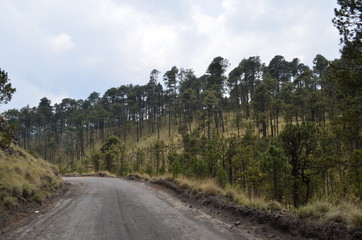 Perdido en el bosque