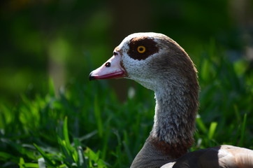 Pato