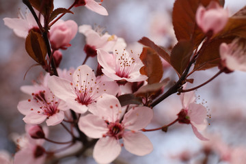 Closeup view of blossoming tree outdoors on spring day