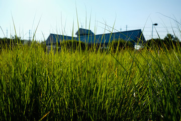 Long tall grass with outdoor building background. Outdoor stage pavillion with grass foreground. - 348352704