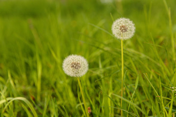 dandelions are in green grass, spring time