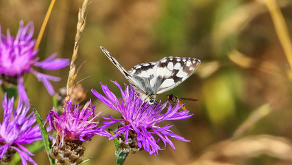 Schmetterling