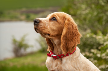 Portrait of an adorable white-red-haired puppy of a Russian spaniel lying on a stone near the river. Hunting dog.