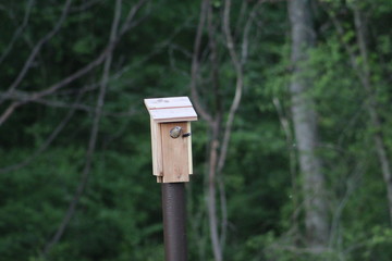 Bluebird in the bird house