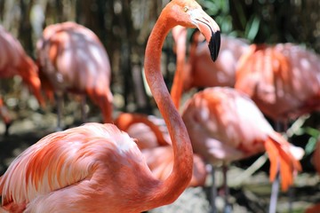 Flamingo in a crowd
