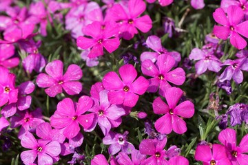 Tufted phlox, Phlox douglasii.