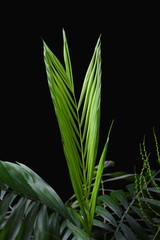 Drop-down leaf of Hamedorea close-up. Growth of a new leaf of a plant. Hamedorea palm (bamboo palm) on a black background