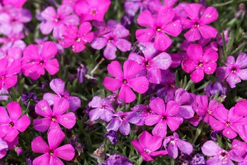 Tufted phlox, Phlox douglasii.