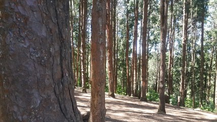tree garden, ooty