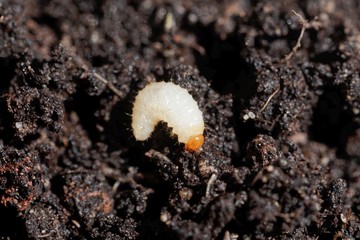 Larva of a weevil bug, Otiorhynchus, on garden soil