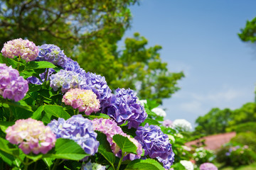 公園の紫陽花	