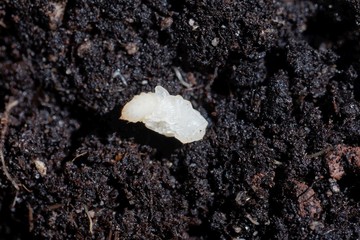 Pupa of a weevil bug, Otiorhynchus, on garden soil.