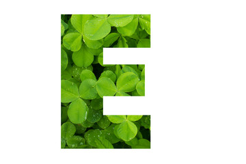 Green Clover Poppins Capital E on White Background