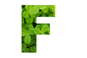Green Clover Poppins Capital F on White Background