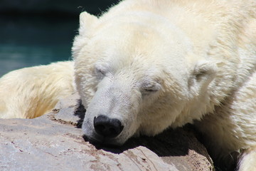 Polar Bear Sleeping
