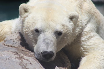 Polar bear face