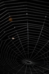 Photograph of Spider web pattern with black background