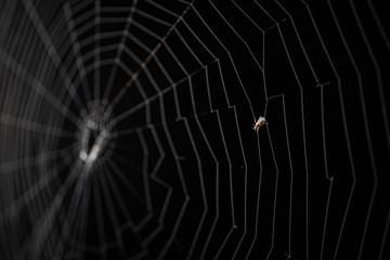 A bug stuck on spider web with black background