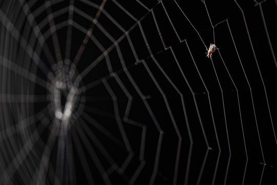 A bug stuck on spider web with black background