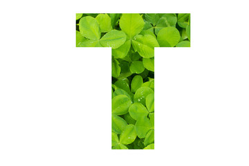 Green Clover Capital T in Poppins Font on White Background