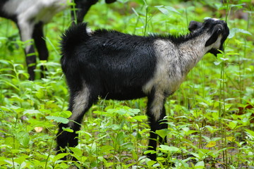 Sri lanka goat