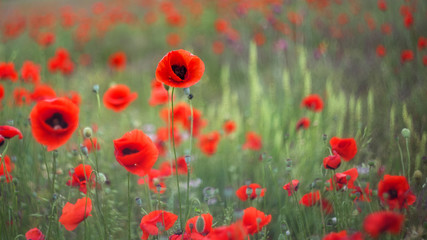 Beautiful field of red poppies in the sunset light. Selective and soft focus. Poppies close-up on a blurry background with a copy of the space