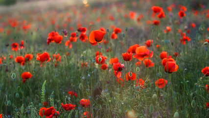 Fototapeta premium Beautiful field of red poppies in the sunset light. Selective and soft focus. Poppies close-up on a blurry background with a copy of the space