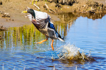 Mallard Drake Jumps Off a Small Pond