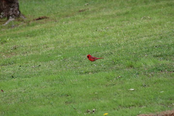 Fototapeta premium Male Cardinal