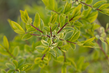 Wild privet plant
