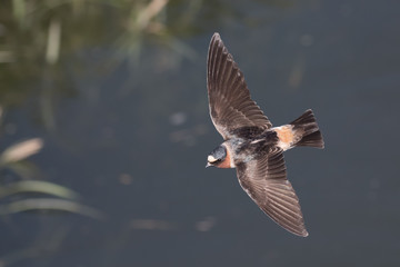 Graceful Cliff Swallow Flies By