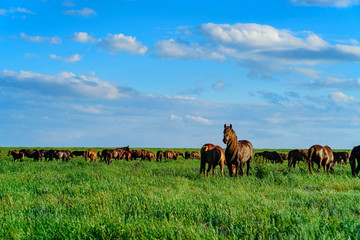Wild horses grazing on summer meadow