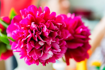 Bouquet of blossoming fuchsia peony in spring