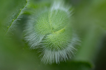 Macro photo of an Oriental Poppy