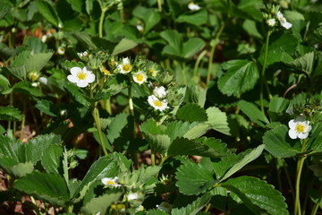 white flowers on green background