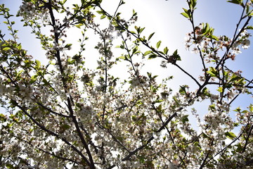 tree branches against blue sky