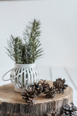 cones on an oak stand