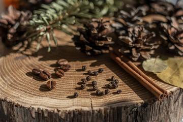 cones on an oak stand