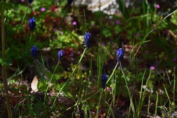 blue flowers in the grass