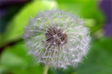 Detail of the Dandelion in Nature