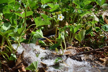 watering the flowers