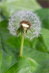 Fototapeta premium Detail of the Dandelion in Nature