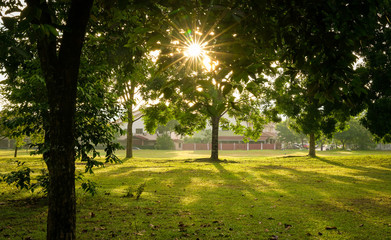 Beautiful green park with trees. Sun rays and flares.