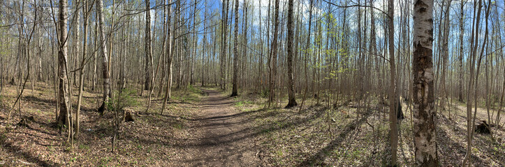 Panorama of first days of spring in a forest, long shadows, blue sky, Buds of trees, Trunks of birches, sunny day, path in the woods