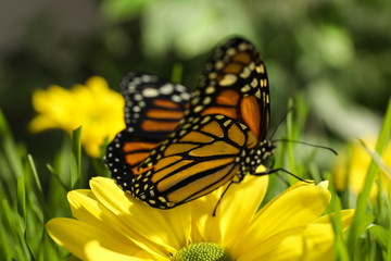 Fototapeta premium Beautiful monarch butterfly on flower in garden