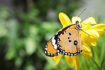 Beautiful painted lady butterfly on flower in garden