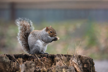 Naklejka na ściany i meble A gray squirrel with a thick tail eats a peanut