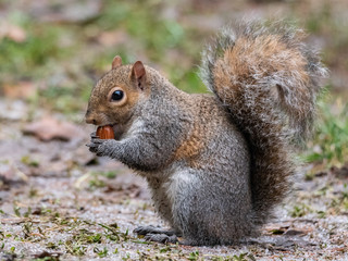 Naklejka na ściany i meble The gray squirrel with a thick tail eats a peanut