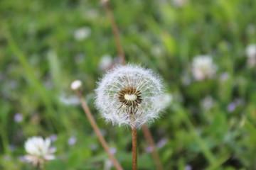dandelion in the grass