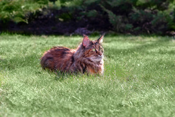 Big maine coon cat lying on the green lawn in the park. Sunny summer, spring day, looks to the side, side view